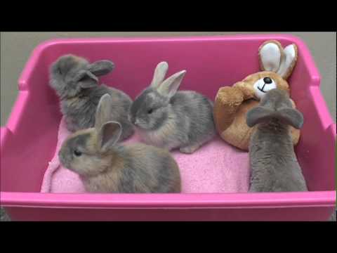 4 Weeks Old Baby Bunnies - YouTube