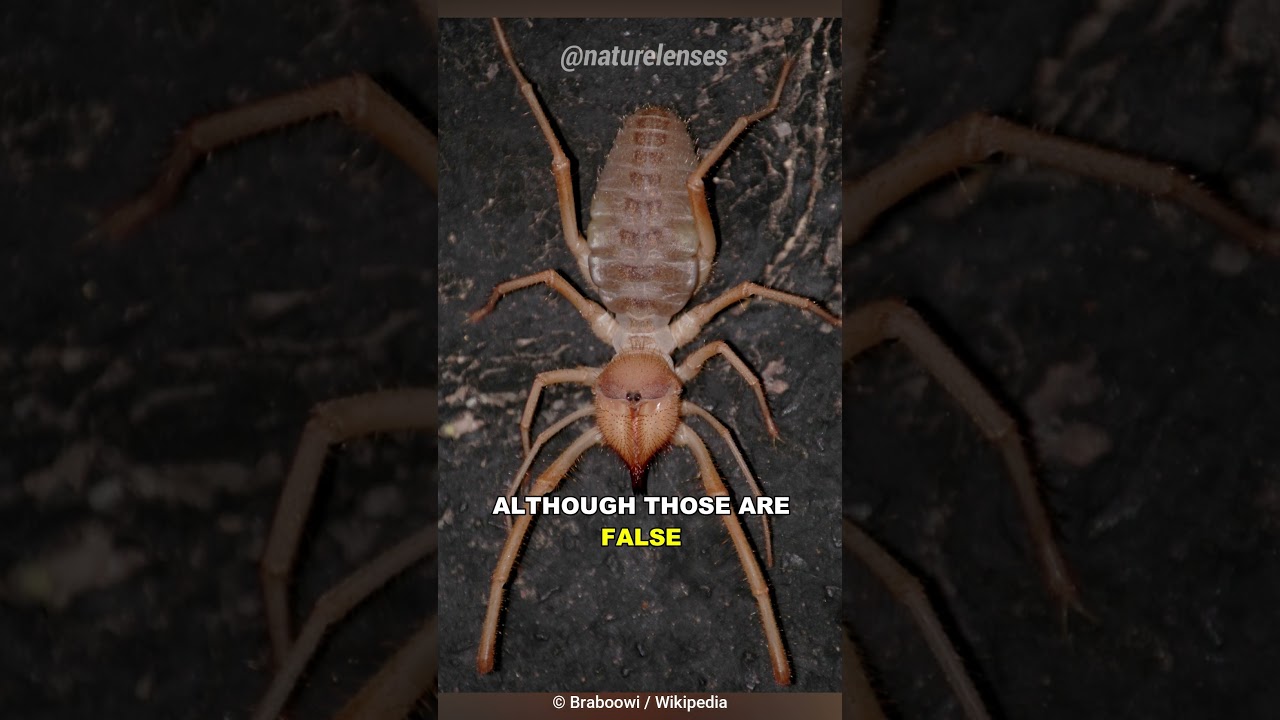 Camel Spider | The Camel Eater