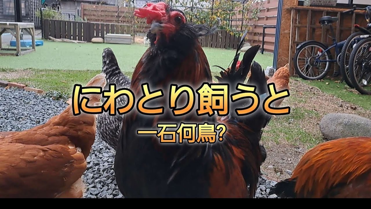 妹　にわとりを飼うと一石何鳥?