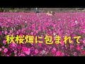 ホンダスーパーカブムービー/テレビ放映ポイント＝静岡県藤枝市滝沢