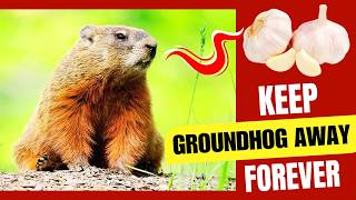 How to Get Rid of Groundhogs Under Your House or Shed FAST