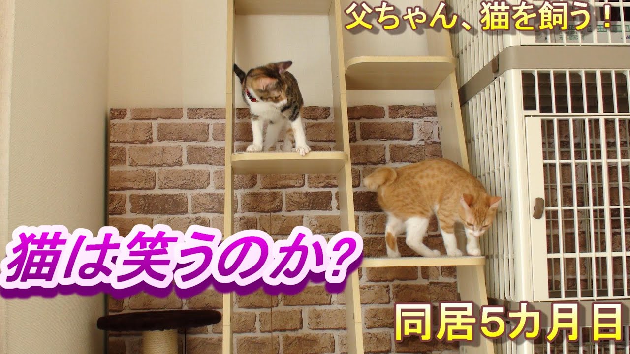 猫は笑うのか 父ちゃん 猫を飼う Youtube 猫は笑うのか 父ちゃん 猫を飼う Youtube
