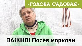 Голова садовая - ВАЖНО! Посев моркови Голова садовая - ВАЖНО! Посев моркови