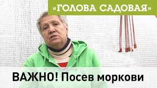 Голова садовая - ВАЖНО! Посев моркови