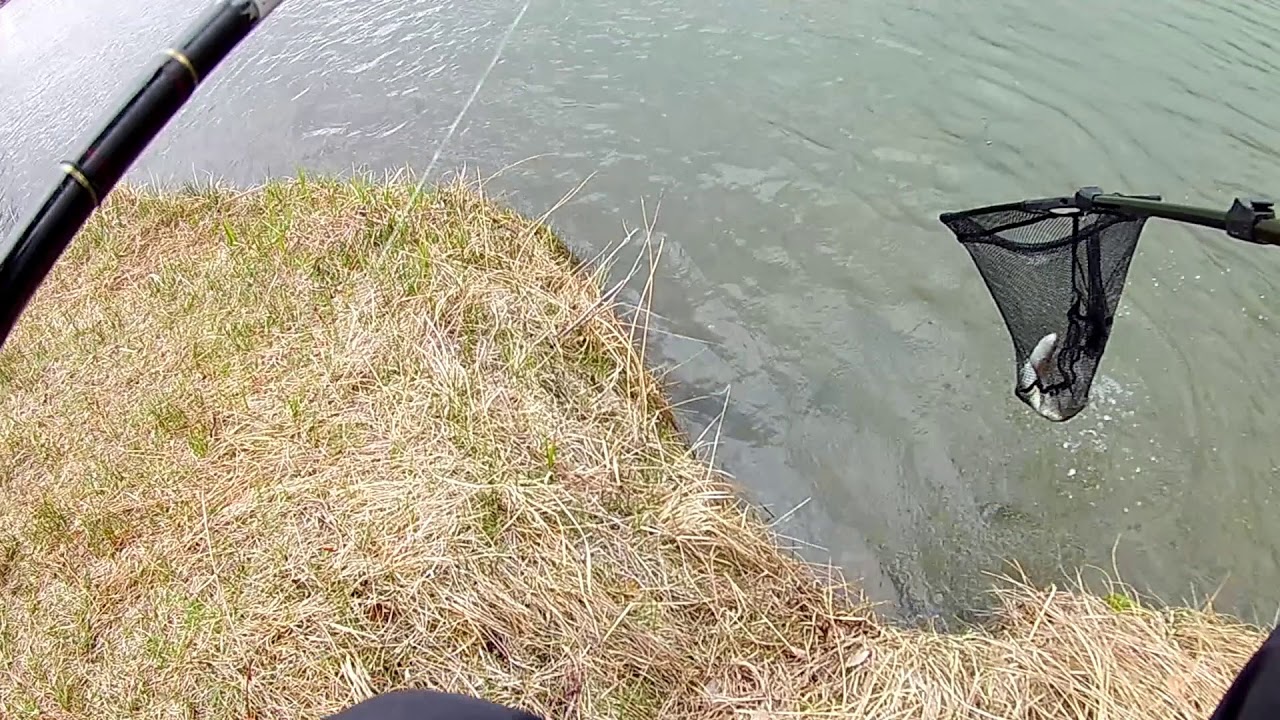 Trout fishing Bow River, Calgary. May 9, 2020. - YouTube