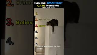 😂 When a cat smarter than human || #shorts #cat #catmemes #funny #ranking #viral #usa