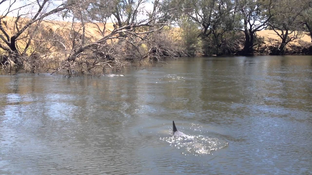 Kevin Films Dolphins On The Murray River Wa Youtube with Fishing Tips Murray River Kevin Films Dolphins On The Murray River Wa Youtube with Fishing Tips Murray River