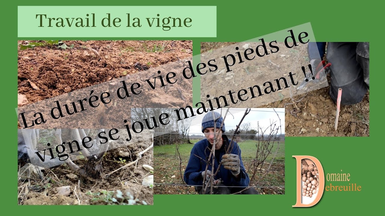 Taille des greffes // Taille de la jeune vigne // Taille de formation // Taille du plantier