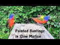 Painted Buntings in Slow Motion