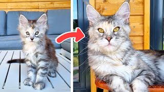 Maine Coon Freya Growing Up | Day 0  1 Year Old!