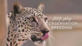 Arabian Leopard Deep Dive || Trailer السلسلة التوعوية عن النمر العربي || إعلان
