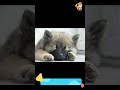 small | S2406 #cute #cutedog #dog #cutedog #dogs #cute #shorts #youtubeshorts #tiktok #puppy #pet