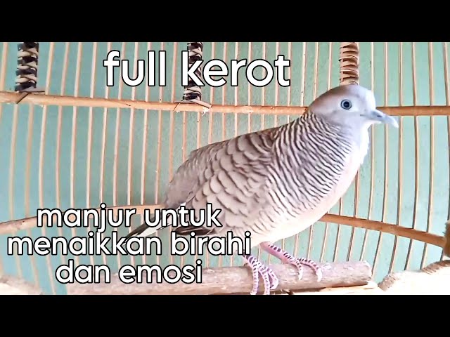 Pancingan perkutut full kerot manjur untuk menaikan birahi dan emosi class=