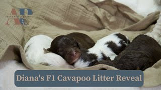 Diana's F1 Cavapoo Litter Reveal