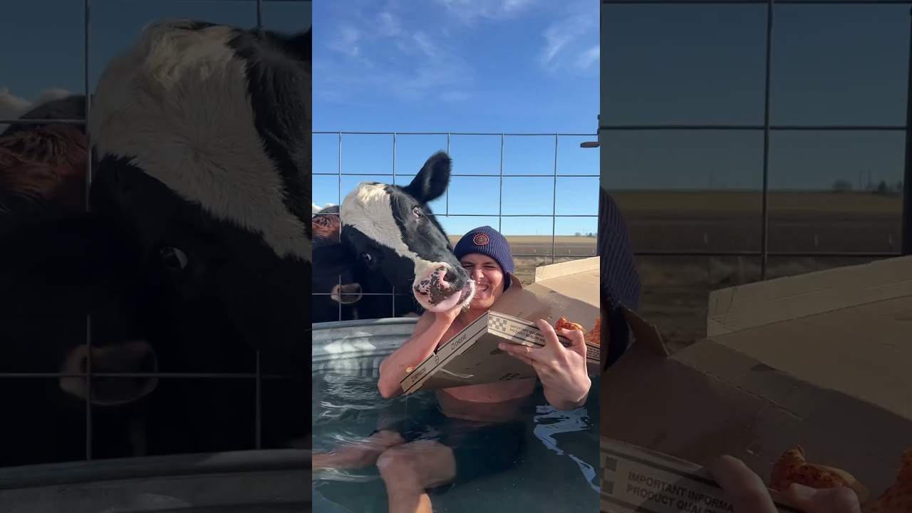 Do cows like Costco pizza? 