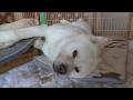 【秋田犬ゆうき】お散歩以外は基本インドア生活なので天気が良くなったらぐうたらしてしまう【akita dog】