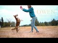 Owen Border collie - Dog Tricks
