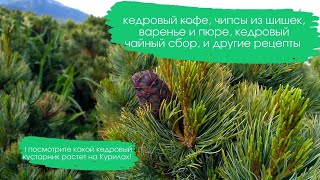 294. РЕЦЕПТЫ Кедровые орешки Кедр Кедрач кофе, чипсы, варенье и т д