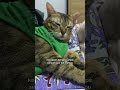 perasaan lucu bgt jokesnya #fyp #kucing #catlover