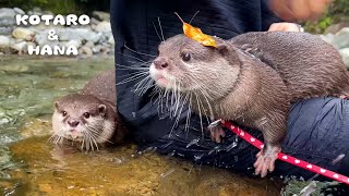 カワウソが初めての川であの大親友と再会! Otter Reunites with His Best Friend at the River