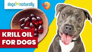 Krill Oil For Dogs