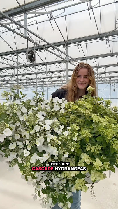 Which Cascade #hydrangea is your favorite? 💐