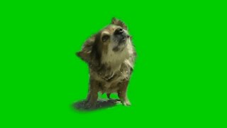 Green screen dog fx effect. Green screen dog moving. An Incredible effect that MUST WATCH by every1.