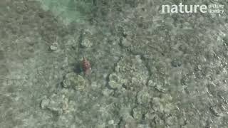 Drone tracking shot of Hawksbill turtle swimming through shallow water, Fiji, Pacific Ocean.