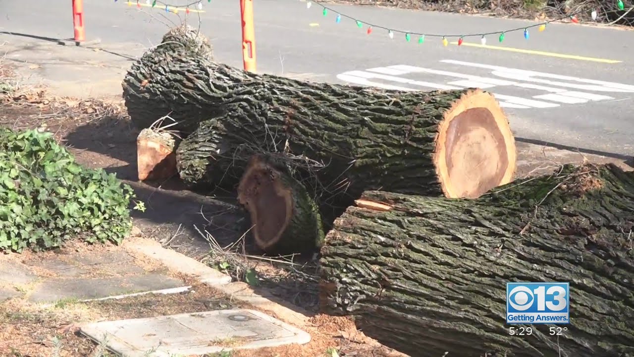 You may need a removal permit to clear some fallen trees