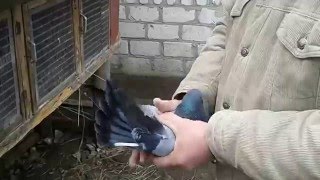 Паровка николаевских голубей  2016 год.