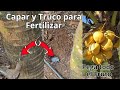 Capar y truco para fertilizar palma de coco para que pegue todo el fruto
