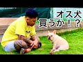 【ついに】犬舎にオス犬をお迎え！？フレブルブリーダーの一大決心