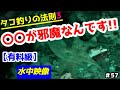 抱いてきても掛からない理由はコレ!!【タコ釣り】【船タコ】【水中映像】【ゴーフィッシュカム】