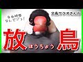 文鳥サクオさんの 毎日の放鳥の模様