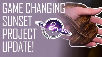 2022 Sunset Ball Python Project Update! | Double Hets, Visuals, and a Game Changing Sunset!