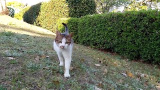 公園に行ったら野良猫がモフられに歩いてきた
