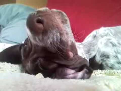 Sleepy 9 Week Old German Shorthaired Pointer Puppy Youtube