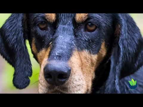 Video: Bluetick Coonhound