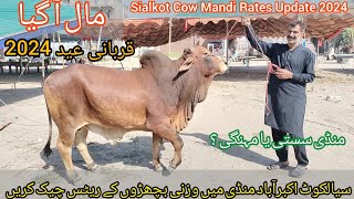 Sialkot Heavy Bull In Akbarabad Mandi 2024 | Sialkot Cow Mandi 2024 | Heavyweight Cow Mandi 2024