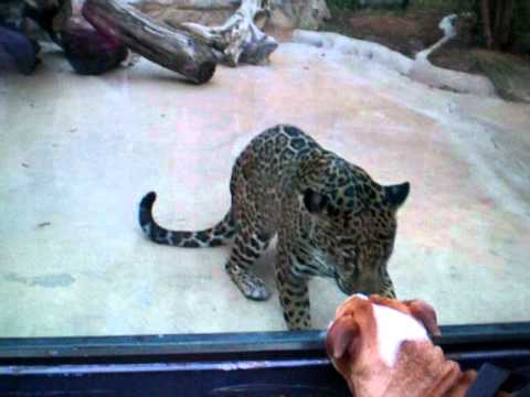 Jaguar San Antonio >> Jaguar Antics At The San Antonio Zoo With Parker Youtube Jaguar San Antonio >> Jaguar Antics At The San Antonio Zoo With Parker Youtube