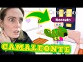 HO SCHIUSO IL CAMALEONTE!!  🐸 non ci credo!!!!