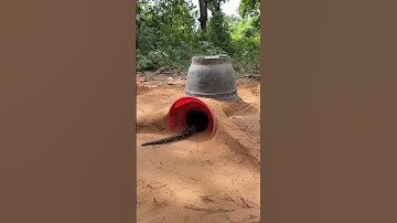 Giant Python Explores Mystery Tunnel in SHOCKING Footage! #traditionalhunting #snake #animaltraps