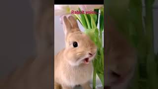 rabbit voice | rabbit sound | bunney |