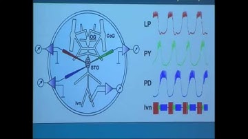 Eve Marder - Brandeis University