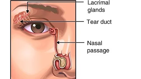 Why Do We Blink So Much? Function of Tears in the Eye Animation - Eyelids & Lacrimal Apparatus Video