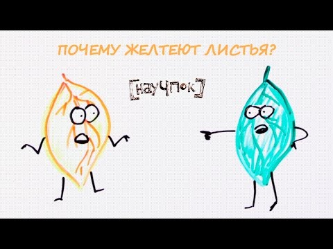 Почему желтеют листья? — Научпок