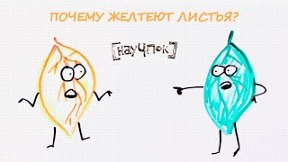 Почему желтеют листья? — Научпок