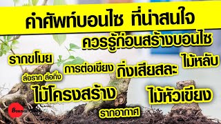 คำศัพท์บอนไซที่น่าสนใจ แนะนำบอนไซมือใหม่คำศัพท์บอนไซพื้นฐานที่ใช้บ่อยที่สุด พร้อมตัวอย่าง