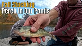 Fall Stocking Game Fish In Our Ponds by Worlds Okayest Farmer 89 views 5 months ago 7 minutes