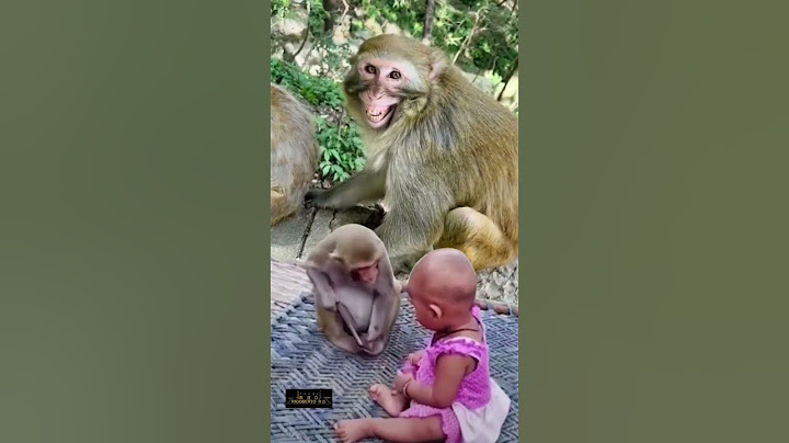 Que Mono 😂😂😂 rigoberto rd #shorts #animales #short #youtubeshorts #graciosos #rigobertord